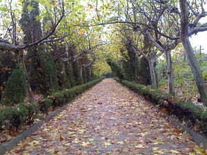 20061123101